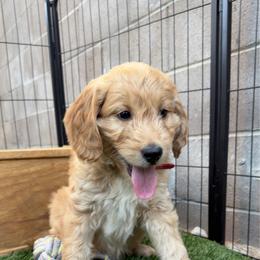 Supreme - Cream male Goldendoodle puppy in Las Vegas, Nevada from Puppies of the West
