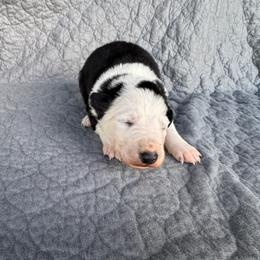 Boy 2 - Black and white male Border Collie puppy in Centerville, Washington from Forthright Farms