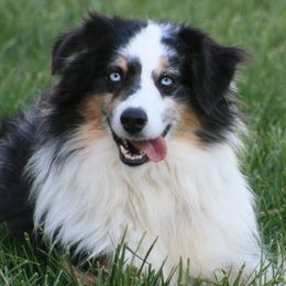 Miniature Australian Shepherds from Sequoia's Lil' Aussies