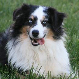 Miniature Australian Shepherds from Sequoia's Lil' Aussies