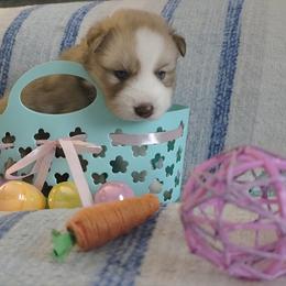 Jason - Red and white male Siberian Husky puppy in Spring Hill, Florida from Whitmore Wolfpack LLC