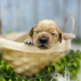 Australian Labradoodle Puppies from Fancy Pants Labradoodles
