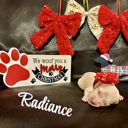 Radiance- Price Listed - Cream female Dachshund puppy in Biloxi, Mississippi from Southern Doxies Ms