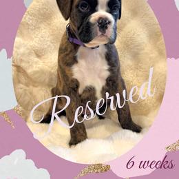 Celine - Brindle female Boxer puppy in Brownsville, Oregon from Vincent's Pride Boxers ~ Dudley's Dream Boxers