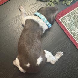 Light blue female - Liver roan female German Shorthaired Pointer puppy in Osawatomie, Kansas from Doyle’s GSP