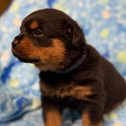 Boy 1 - Black and mahogany male Rottweiler puppy in Newfoundland, Pennsylvania from Poconopaws