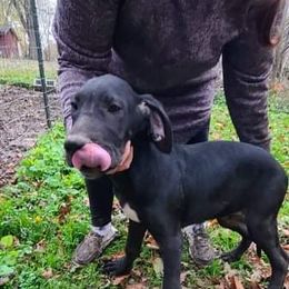 Great Dane Puppies from Trisha Self's Great Danes