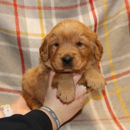 Saffron - Dark golden male Golden Retriever puppy in New Weston, Ohio from Bertke AKC Golden Retrievers and Bernese Mountain Dogs