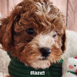 Blaze - Red  male Poodle puppy in Orlando, Florida, Florida from Denise’s Puppies
