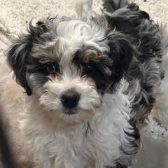 Romeo - male Australian Mountain Doodle puppy in Lincoln, Nebraska from GRand Doodles