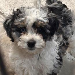 Romeo - male Australian Mountain Doodle puppy in Lincoln, Nebraska from GRand Doodles