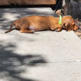 Scotch - Red male Dachshund puppy in Penrose, Colorado from Double Trouble Dachshunds