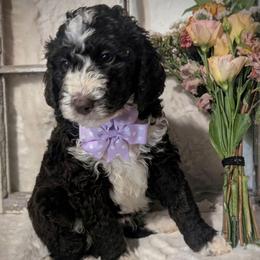 Penne - Brown and white female Sheepadoodle puppy in Berwick, Pennsylvania from Wright’s Wiggle Butts