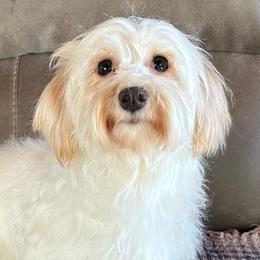 Daisy - Havanese