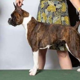 Modelo - Boxer