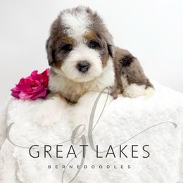 Ribbon - Blue merle female Bernedoodle puppy in Baroda, Michigan from Great Lakes Bernedoodles