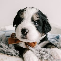 Bernedoodle and Goldendoodle Puppies from Rose canyon doodles