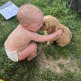 Bernedoodle Puppies from Over the Moon Poodles and Doodles