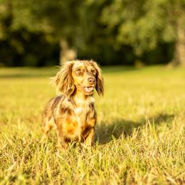 Dream - Dachshund