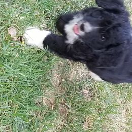 Aussiedoodle and Miniature American Shepherd Puppies from Rosewood Companions
