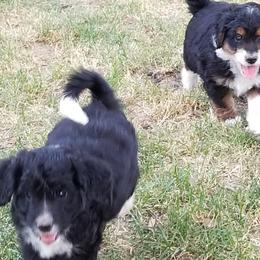 Aussiedoodle and Miniature American Shepherd Puppies from Rosewood Companions