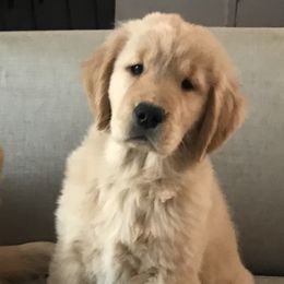 Golden Retrievers from Insignia Goldens