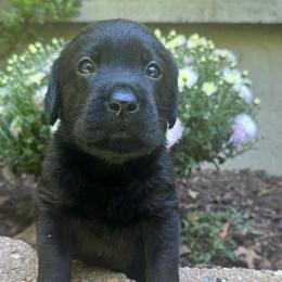 Male 3 - Black male Labrador Retriever puppy in Bethlehem, Pennsylvania from Reilly Lane Labradors LLC