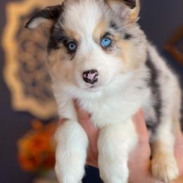 Pomsky Puppies from Rosehill Pomskies