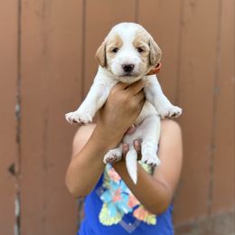Goofy - Orange Band Boy - Cream male Labradoodle puppy in Plainfield, New Jersey from Caris Paws Poodles and Doodles