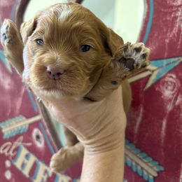 Girl 1 - Red and white female Cockapoo puppy in Carlotta, California from Lost Coast Bernese Mountain Dogs