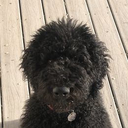 Goldendoodle Puppies from Penny Doodles