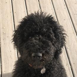 Goldendoodle Puppies from Penny Doodles