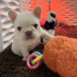 Wednesday Adams - Cream female French Bulldog puppy in Boyne City, Michigan from Gichigami French Bulldogs