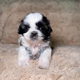Spike - Tricolor male Shih Tzu puppy in Phoenix, Arizona from Spoiled ShihTzu LLC