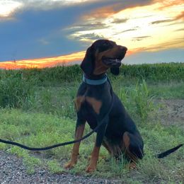 Athena - Black and Tan Coonhound
