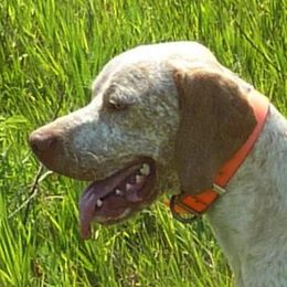 Braque du Bourbonnais from Rufnit Kennels, LLC