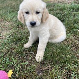 Golden Retriever Puppies from The Gilbert Farms