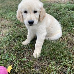 Golden Retriever Puppies from The Gilbert Farms