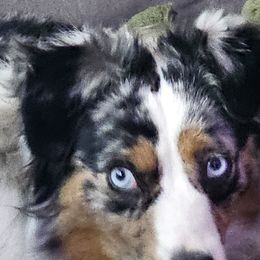 Miniature American Shepherds from Flatrock's Mini American Shepherd's