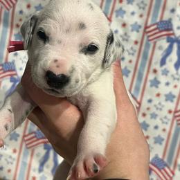 Twix - White and black female Dalmatian puppy in Austin, Texas from Dazzling Dalz