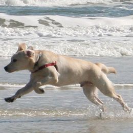 Labrador Retrievers from Duckback Labs