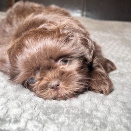 Baby - Liver female Shih Tzu puppy in Desoto, Texas from Willow’s Wonderful Shih Tzu