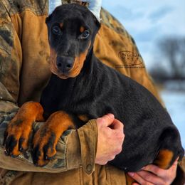 Ivy - Black and rust female Doberman Pinscher puppy in China Township, Michigan from Snell's Superior Kennel Dobermann & GSP