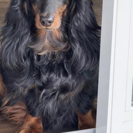 Holly - Black and tan female Dachshund puppy in Steele, Alabama from Taylored Dachshunds