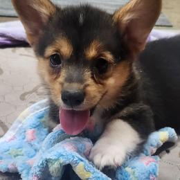 Shirley girl 6 - Black and white female American Corgi puppy in Hampton, Tennessee from TC Farms Stock Dogs - Miniature Australian Shepherds