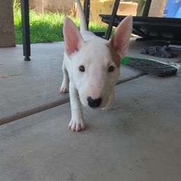 Miniature Bull Terriers from Desert Desperados