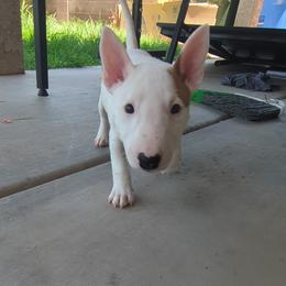 Miniature Bull Terriers from Desert Desperados