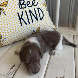 Hank - Piebald male Dachshund puppy in Dobson, North Carolina from Oakleys Dachshund Haven