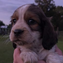 Kiara - Tri-Roan female English Springer Spaniel puppy in Florida from Thunderbird Springers