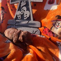 Cookie - Red  male Poodle puppy in Bakersfield, California from Underground kennels